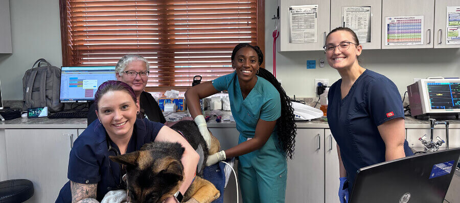 Vet clinic in Colorado Springs CO