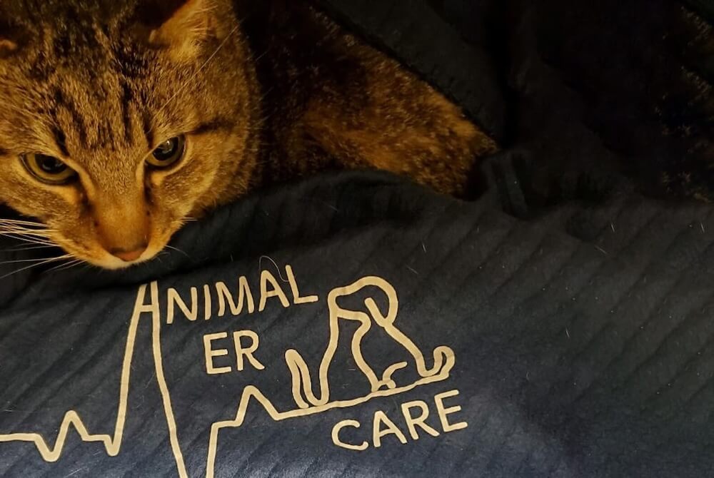 Pet clinic In Colorado Springs, CO